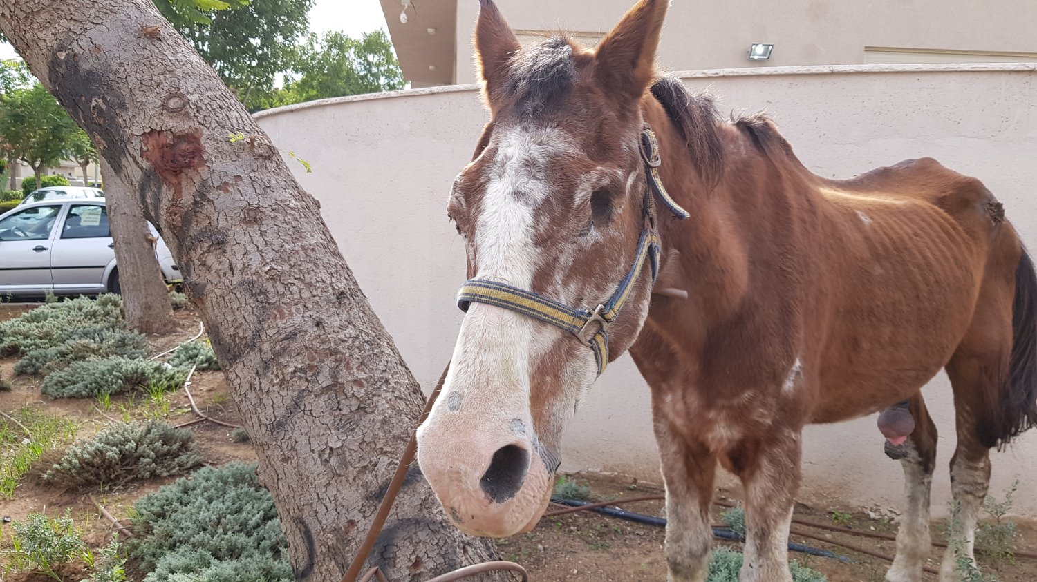 הסוס שאותר ברחוב הרב פינטו