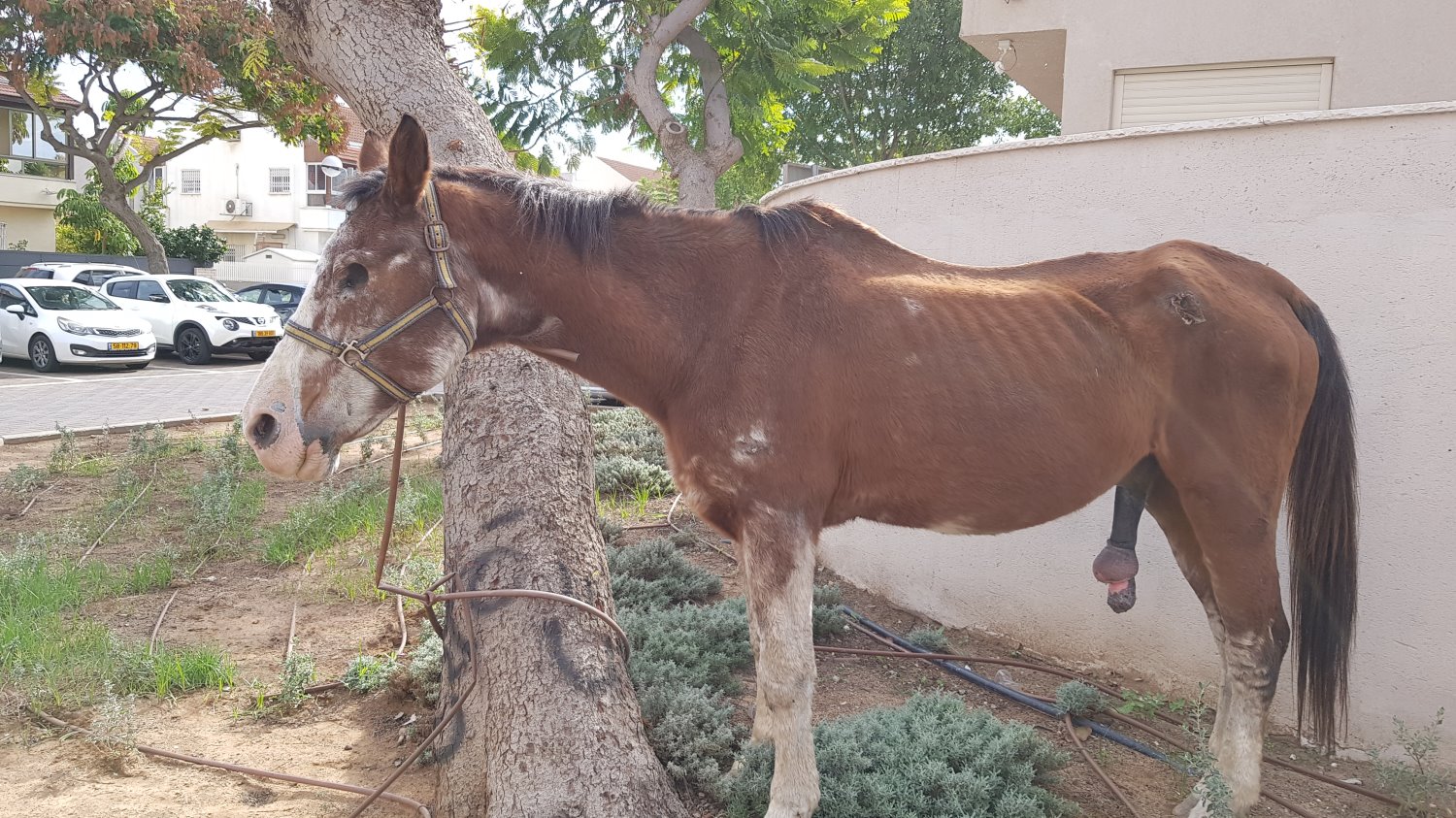 הסוס כחוש ונראה שעבר התעללות