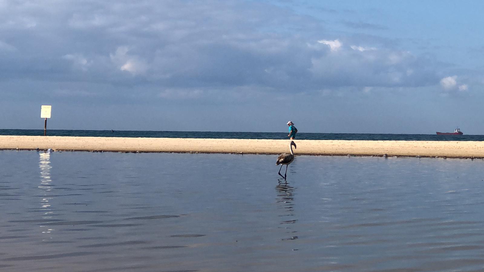 צילום: שמואל דוד