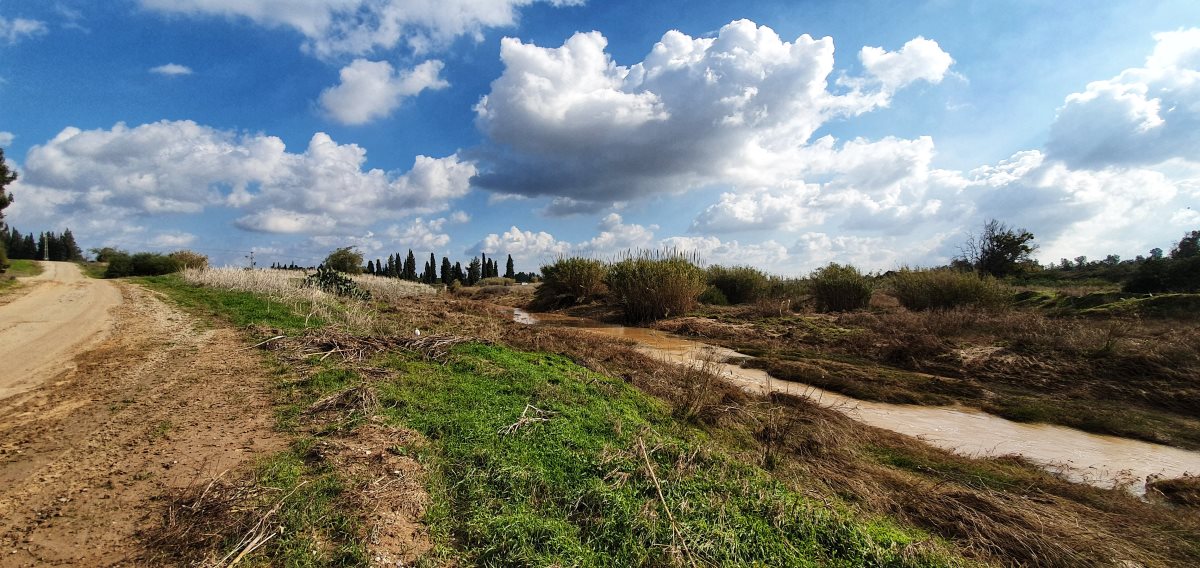 צילום אלדה נתנאל